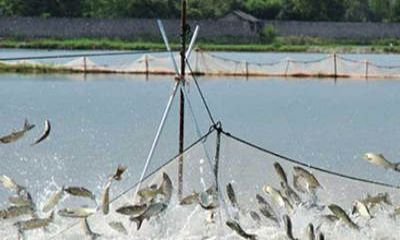 魚塘監(jiān)控安裝過程中，應(yīng)該選擇紅外攝像頭還是全彩攝像頭