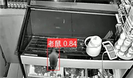 AI視頻監(jiān)控能拍到老鼠？老鼠監(jiān)控算法說可以